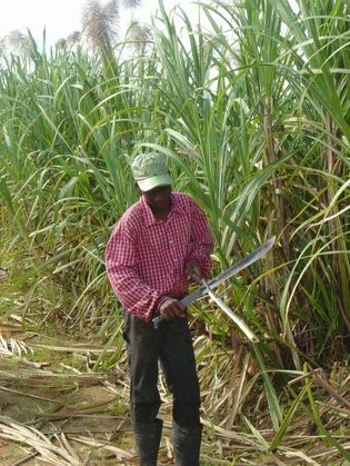 Culture agro-carburant : la canne à sucre dame le pion au jatropha à Richard Toll