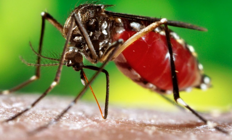 Situation de la Dengue au Sénégal: 36 cas positifs sur 232 patients suspects, (tutelle)
