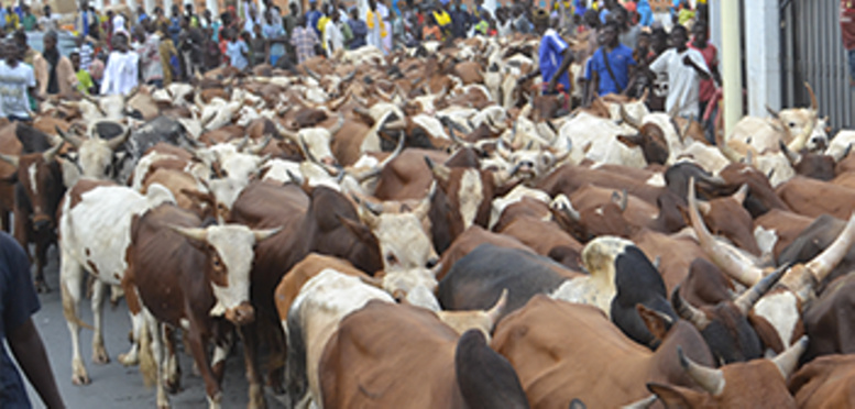 Touba : Cheikh Bethio Thioune attend plus de 4000 bœufs au Grand Magal