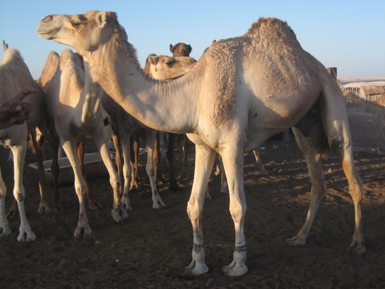 Sénégal - Mauritanie: un convoi de pèlerins bloqué à Rosso - Leurs dromadaires sont en cause Sénégal - Mauritanie: un convoi de pèlerins bloqué à Rosso - Leurs dromadaires sont en cause