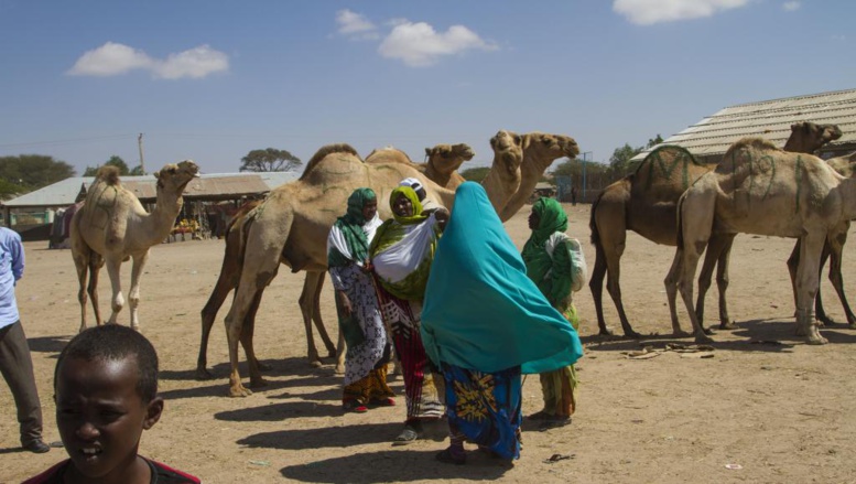 Les enjeux de l'élection présidentielle au Somaliland