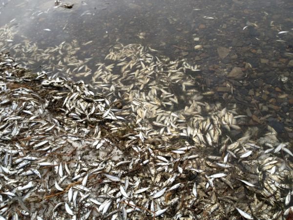 Le projet Go Wamer tombe à l’eau à Toubacouta : 8000 poissons sont morts par manque d’oxygène