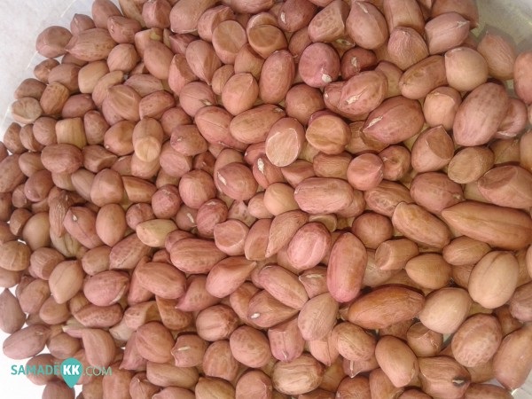 La Sonacos Lyndiane a réceptionné 1 610 tonnes d’arachide, selon le Directeur général