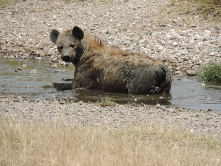 Rufisque : Une hyène hante le sommeil des populations