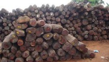 Forêt de Ziguinchor : Quand le montant requis pour le permis de coupe de bois intensifie le trafic Forêt de Ziguinchor : Quand le montant requis pour le permis de coupe de bois intensifie le trafic