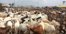Opération de nettoiement du ‘’Daral’’ de Pikine : les éleveurs décrient la perte de 135 millions FCFA Opération de nettoiement du ‘’Daral’’ de Pikine : les éleveurs décrient la perte de 135 millions FCFA