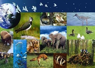 Protection de la biodiversité : les différents textes juridiques ne sont pas adaptés selon la conseillère technique du ministère de l’environnement, Mme Macina.