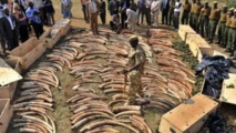 ​Six personnes arrêtées pour trafic d'ivoire et d'écailles de pangolin