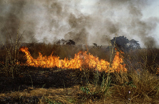 SOS pour les populations de Mbarfaye (Kaolack), tout un village anéanti par un incendie 