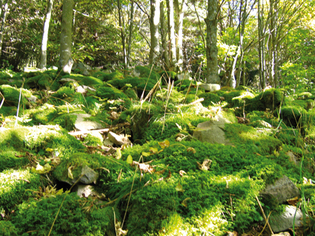 Une première en Chine, le projet de création d'un ministère de l'Environnement