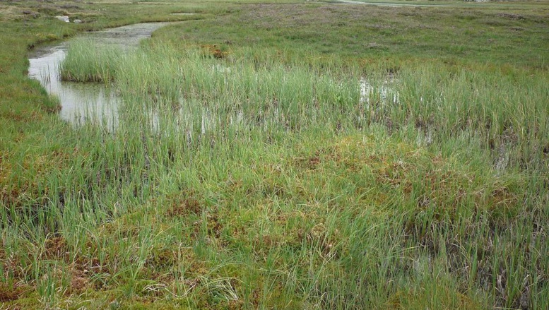 Les deux Congo veulent sensibiliser sur la protection des tourbières Les deux Congo veulent sensibiliser sur la protection des tourbières