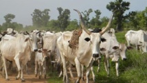 Nigeria: le conflit entre éleveurs et agriculteurs s’enlise Nigeria: le conflit entre éleveurs et agriculteurs s’enlise