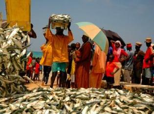 Le marché aux poissons à Kayar au Sénégal