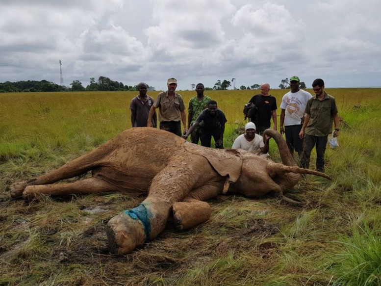 Le Gabon pleure un de ses plus célèbres éléphants