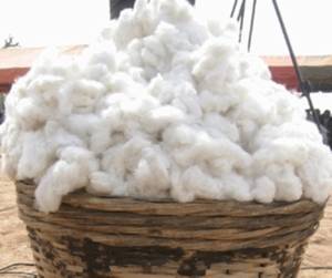 Burkina : le pays vise 600.000 tonnes de coton en développant le transgénique.