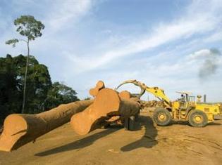 Le Gabon interdit l’exportation de grumes.