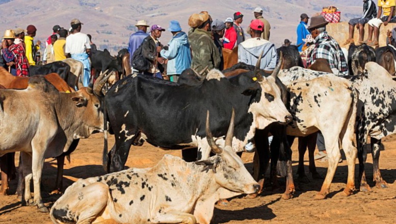 Madagascar: la technologie nucléaire pour améliorer la reproduction des bovidés