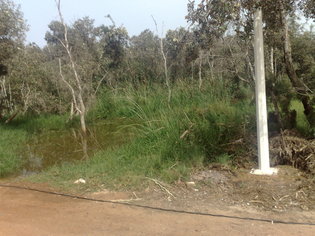 Forum de l’écologie et du développement: Les sénégalais invités à replanter des arbres