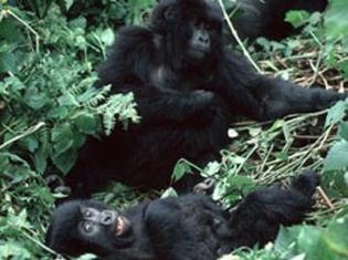 Jeunes gorilles de montagne jouant devant des touristes au Rwanda.