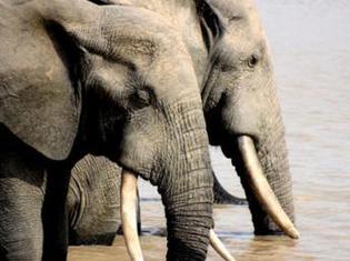 En raison de la sécheresse et du manque d’eau, 21 éléphants de la réserve de Gourma sont morts