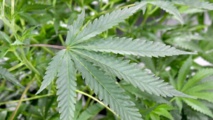 Le Zimbabwe légalise le cannabis