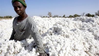 Coton : le Burkina table sur une production de 800 000 tonnes