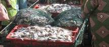 Mauritanie : Reprise des activités de la pêche industrielle de fond dans les eaux mauritaniennes