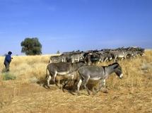 Mauritanie/ Mali : Lutte contre AQMI, des familles dénoncent des arrestations arbitraires