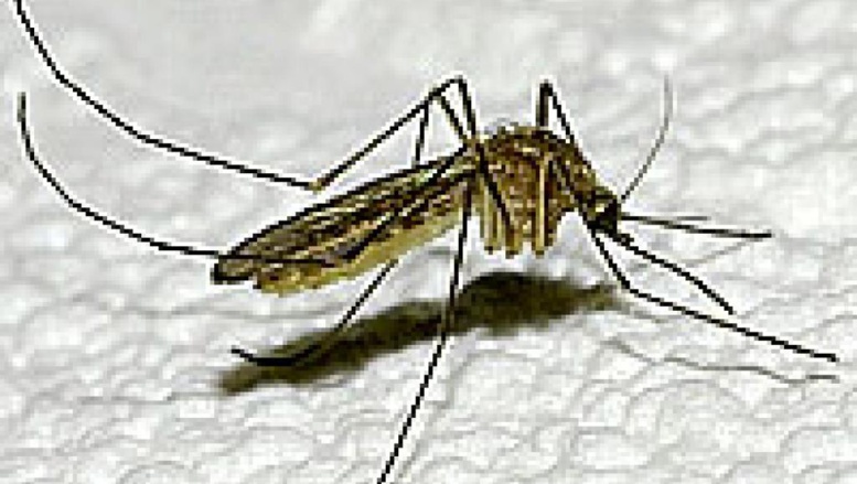 Mali: décès d'un éminent chercheur engagé dans la lutte contre le paludisme