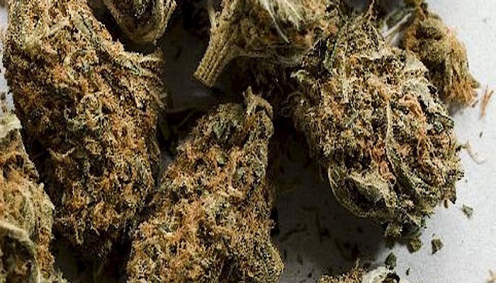 Kaolack-Fatick: 1,5 tonnes de drogue saisie entre janvier et juin 2018