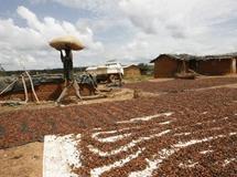 Des fèves de cacao séchées dans une exploitation agricole au nord d'Abidjan. Reuters
