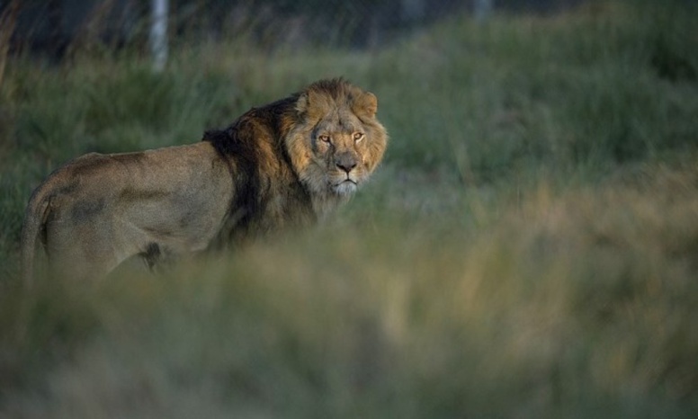 Des braconniers dévorés par des lions en Afrique du Sud Des braconniers dévorés par des lions en Afrique du Sud