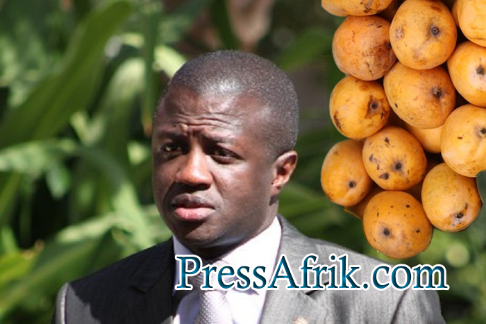 ​Interdiction de la mangue sénégalaise en Europe : Dr Malick Diop dément et précise