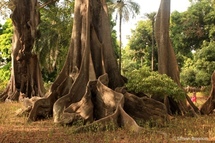 Un tronc de fromager, ces arbres géants qui peuples la Casamance