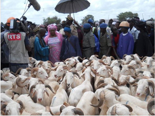 Tabaski 2018 : le Directeur de l’Elevage évalue les besoins à 750.000 moutons