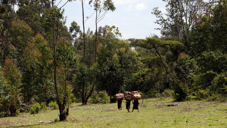 Kenya, la forêt de Mau en danger