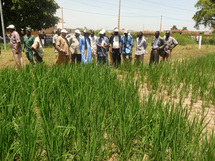 Pluviométrie et Agriculture: Le Centre Régional AGRHYMET annonce une bonne récolte