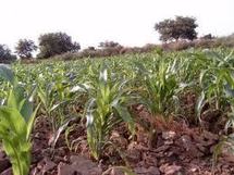 Les investissements dans la recherche agricole au Sénégal sont en constante régression (étude)