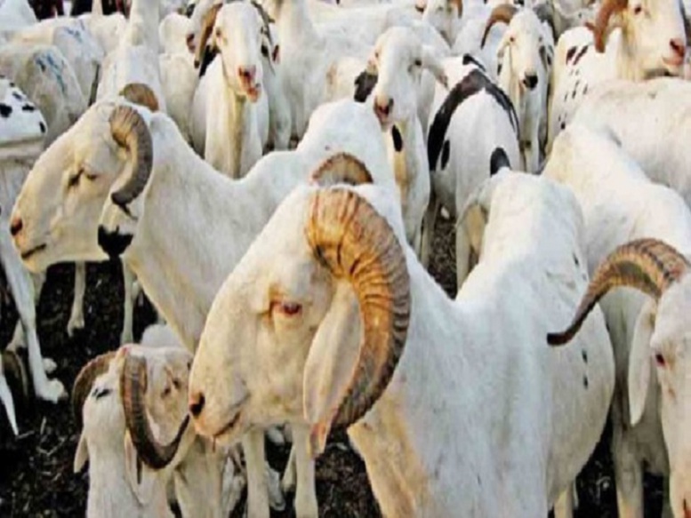 Linguère : Des voleurs dévalisent le «ranch» des gendarmes