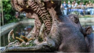 Un touriste mortellement agressé par un hippopotame