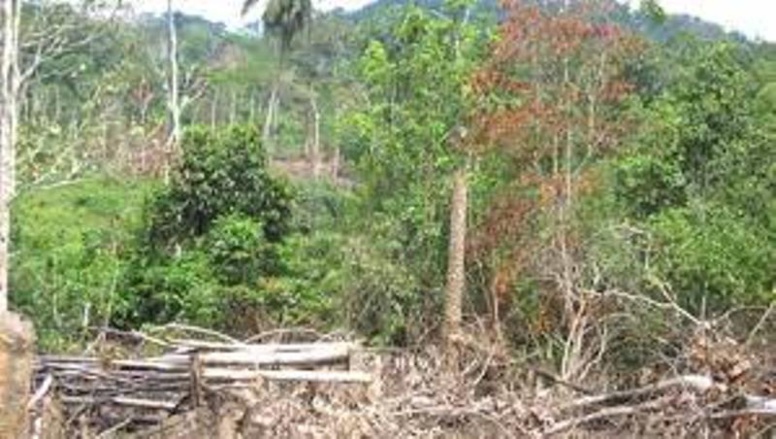 Disparition d’exploitants forestiers à Ziguinchor: Aucune trace trouvée malgré les investigations de la Gendarmerie