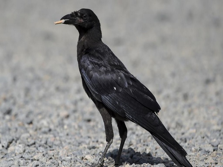 France: des corbeaux dressés pour ramasser des mégots France: des corbeaux dressés pour ramasser des mégots