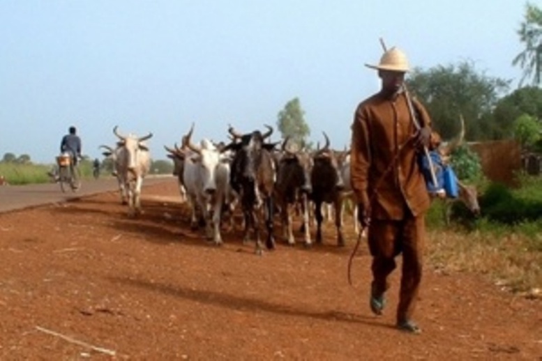 Louga: Cinq personnes d’une famille arrêtées pour avoir « sauvagement tabassé » un berger Louga: Cinq personnes d’une famille arrêtées pour avoir « sauvagement tabassé » un berger
