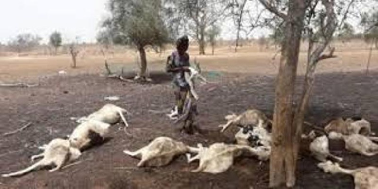 Kolda/Fièvre aphteuse: le gouvernement vole au secours des éleveurs