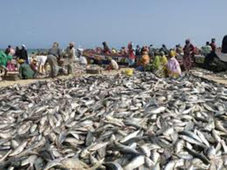 Pêche Sénégal-Mauritanie: Greenpeace Afrique exhorte les pays à trouver une solution pour de bon