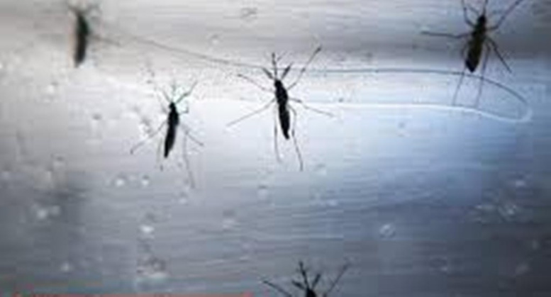 Des moustiques génétiquement modifiés pour lutter contre le paludisme Des moustiques génétiquement modifiés pour lutter contre le paludisme