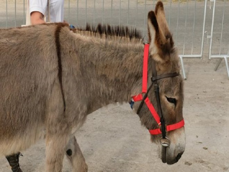 Deux pompiers, propriétaires de l’âne "Maduro", risquent 20 ans de prison Deux pompiers, propriétaires de l’âne "Maduro", risquent 20 ans de prison
