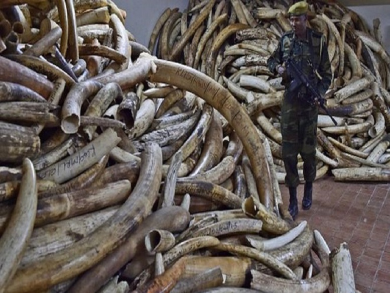 L’ADN pour démanteler les réseaux de contrebande d'ivoire