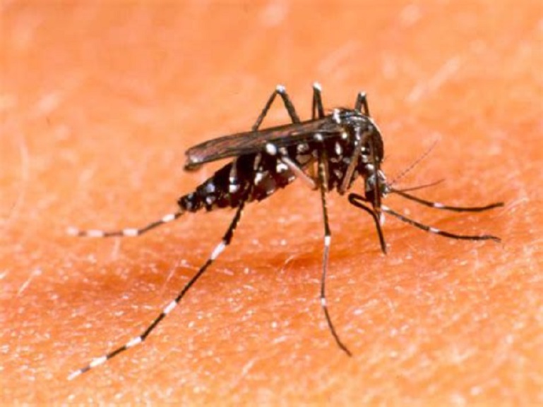 Dengue à Fatick : les malades passent de 6 à 8