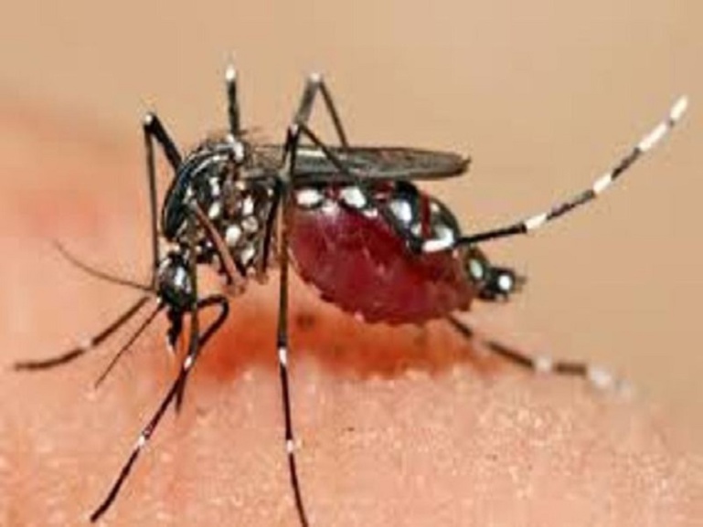 Un neuvième cas de dengue découvert à Fatick